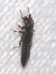 Bledius