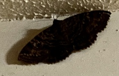 Speiredonia spectans