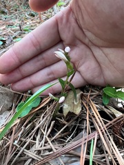 Triphora trianthophoros trianthophoros