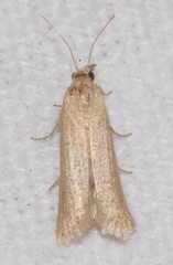 Coenochroa ablutella