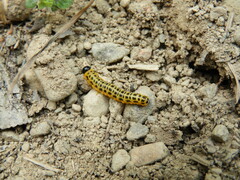 Macremphytus testaceus