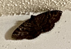 Speiredonia spectans