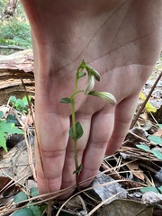 Triphora trianthophoros trianthophoros