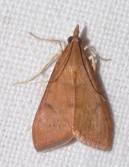 Uresiphita