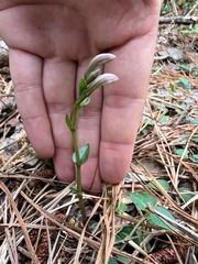 Triphora trianthophoros trianthophoros