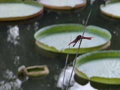 Neurothemis fulvia