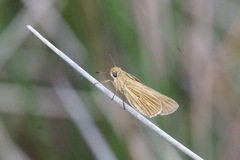 Panoquina panoquin