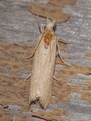 Coenochroa ablutella