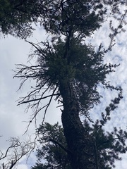 Pinus banksiana