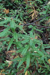 Rhododendron hypoleucum