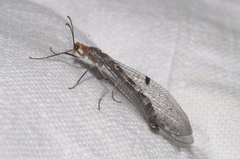 Megistopus flavicornis