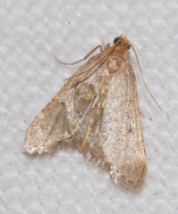 Bostra obsoletalis