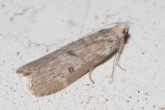Lamoria anella