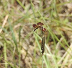 Celithemis amanda