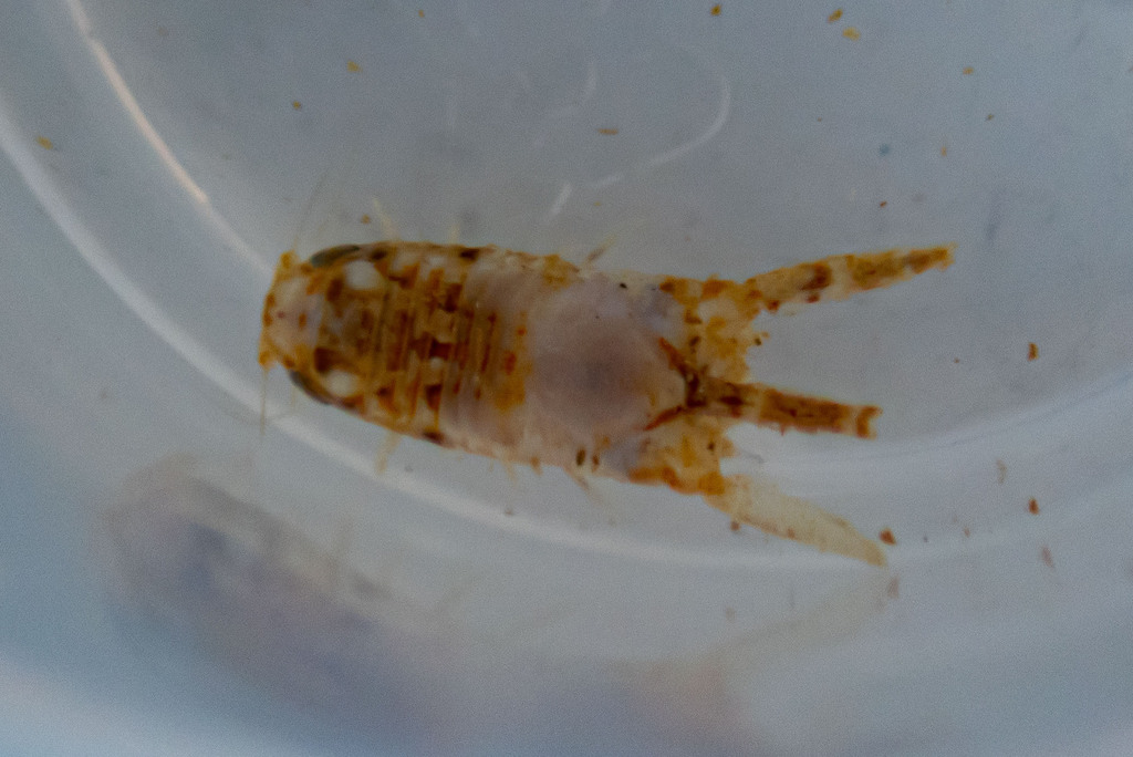 Cilicaeopsis