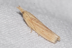 Ematheudes punctella