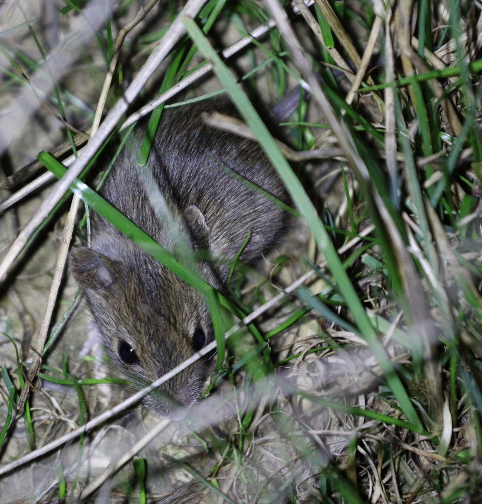 Steppe Mouse