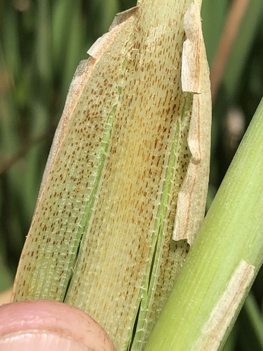 Typha domingensis