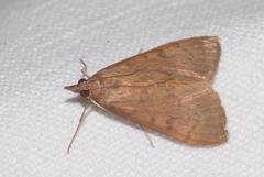 Uresiphita