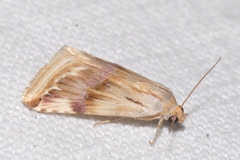 Eublemma ostrina