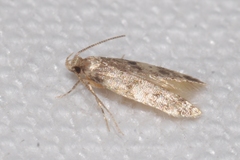 Apatema impunctella