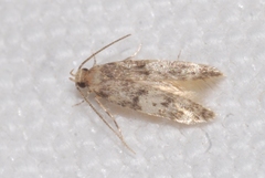 Apatema impunctella