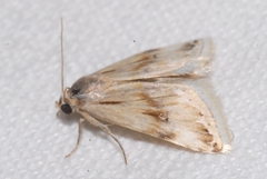 Eublemma ostrina