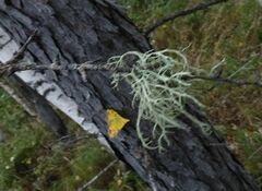 Evernia mesomorpha