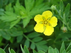 Sibbaldianthe bifurca