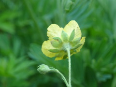 Sibbaldianthe bifurca