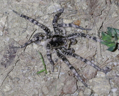 Lycosa singoriensis