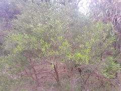 Melaleuca ericifolia