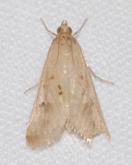 Achyra nudalis