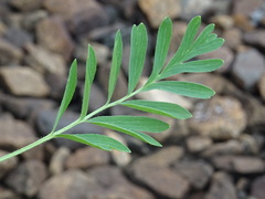 Sibbaldianthe bifurca