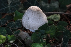 Leucoagaricus barssii
