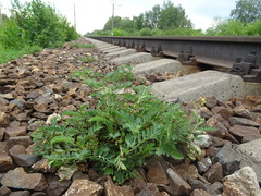 Sibbaldianthe bifurca