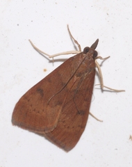Uresiphita