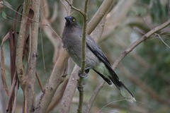 Strepera versicolor versicolor