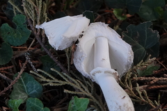 Leucoagaricus barssii