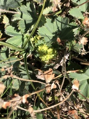 Alchemilla