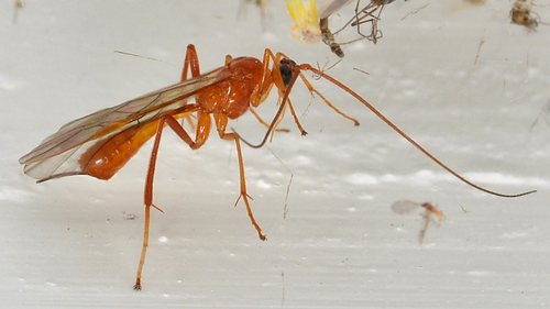 Homolobus annulicornis