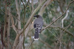 Strepera versicolor versicolor