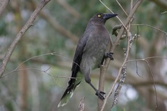 Strepera versicolor versicolor