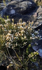 Epacris muelleri