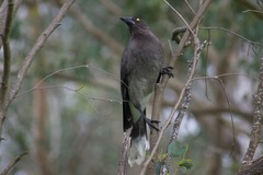 Strepera versicolor versicolor