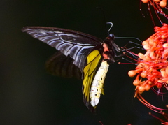 Troides minos