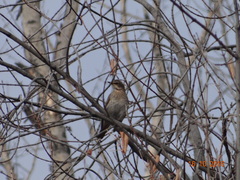 Turdus naumanni