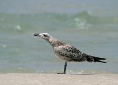 Ichthyaetus audouinii