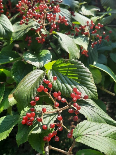 Viburnum dilatatum