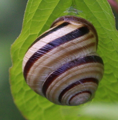 Caucasotachea vindobonensis